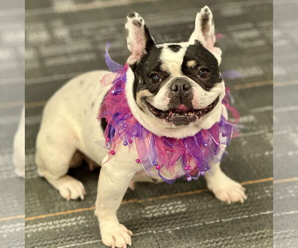 Medium Photo #2 French Bulldog Puppy For Sale in Cranford, NJ, USA