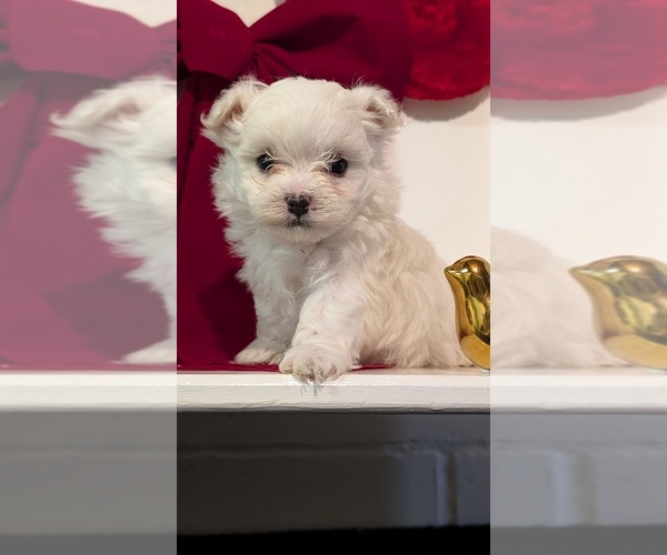 Medium Photo #21 Maltese Puppy For Sale in GOSHEN, IN, USA