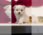 Small Photo #21 Maltese Puppy For Sale in GOSHEN, IN, USA