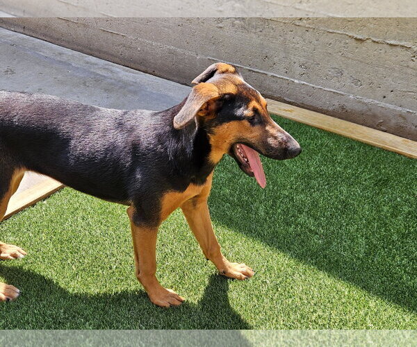 Medium Photo #3 Doberman Pinscher-German Shepherd Dog Mix Puppy For Sale in Chicago, IL, USA