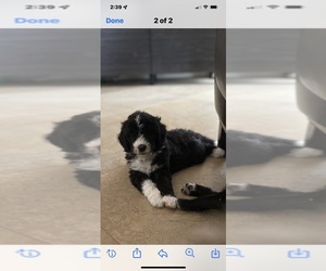 Aussiedoodle Puppy for sale in HIALEAH, FL, USA