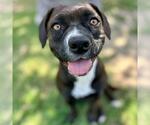 Small #1 Mutt