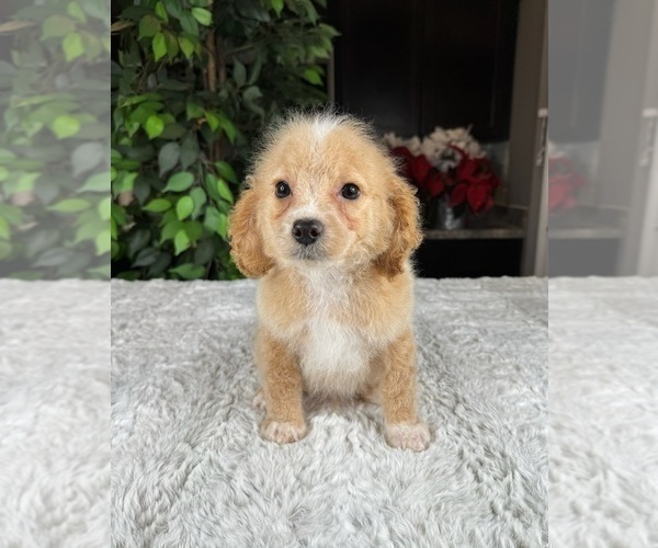Medium Photo #1 Cavapoo Puppy For Sale in GREENWOOD, IN, USA