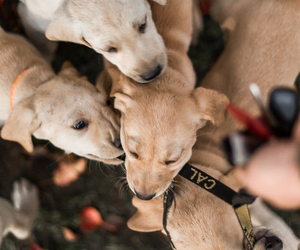 Labrador Retriever Dogs for adoption in ROSEVILLE, CA, USA