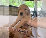 Small #1 Golden Retriever