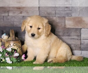 Golden Retriever Puppy for sale in FREDERICKSBG, OH, USA
