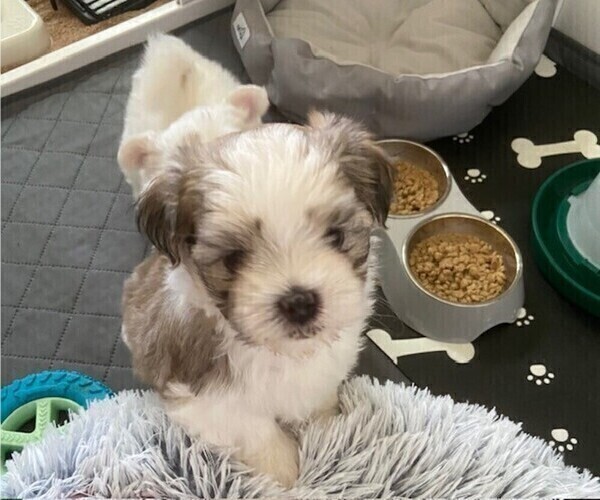 Medium Photo #7 Mal-Shi Puppy For Sale in VALRICO, FL, USA