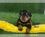 Small Photo #7 Rottweiler Puppy For Sale in HOPKINSVILLE, KY, USA