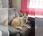 Small #2 German Shepherd Dog