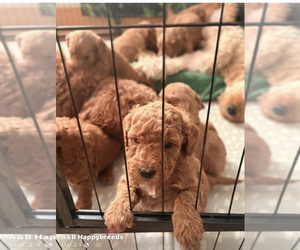 Medium Photo #7 Goldendoodle mix (+ Poodle Standard) Puppy For Sale in CLEVELAND, OH, USA