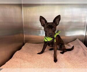 Chihuahua Dogs for adoption in Orange, CA, USA