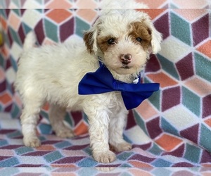 Poodle (Toy) Puppy for sale in LANCASTER, PA, USA