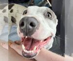 Small #3 Staffordshire Bull Terrier Mix