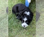 Puppy Nelly Cocker Spaniel-Sheepadoodle Mix