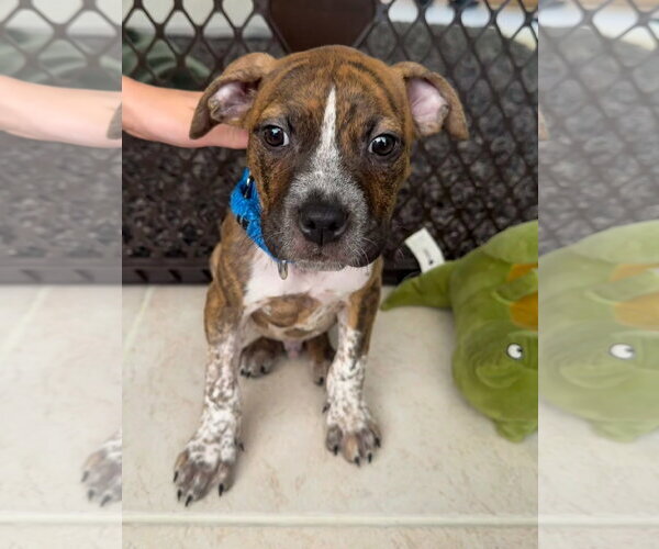 Medium Photo #3 American Pit Bull Terrier-American Staffordshire Terrier Mix Puppy For Sale in Lighthouse Point, FL, USA