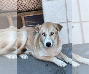 Golden Retriever-Unknown Mix Dogs for adoption in Corpus Christi, TX, USA