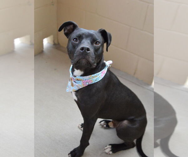 Medium Photo #2 American Pit Bull Terrier-Unknown Mix Puppy For Sale in McKinney, TX, USA