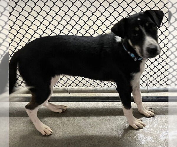 Medium Photo #1 Mutt Puppy For Sale in Sterling, MA, USA