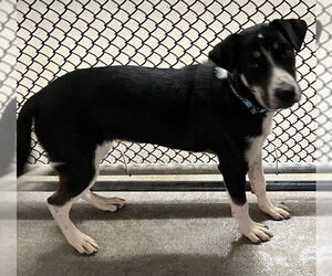 Mutt Dogs for adoption in Sterling, MA, USA