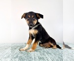 Small #3 Cattledog Shepherd