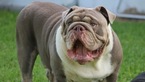 Small Photo #1 English Bulldog Puppy For Sale in KISSIMMEE, FL, USA