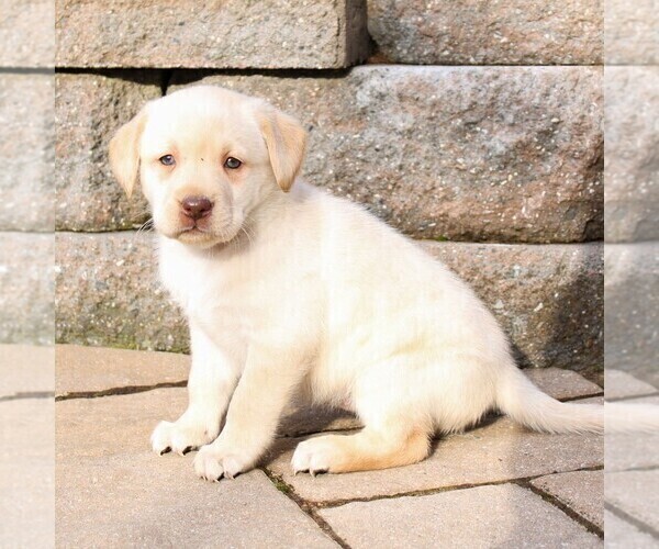 Medium Photo #4 Labrador Retriever Puppy For Sale in NARVON, PA, USA