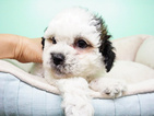 Small Photo #5 Shih-Poo Puppy For Sale in LAS VEGAS, NV, USA