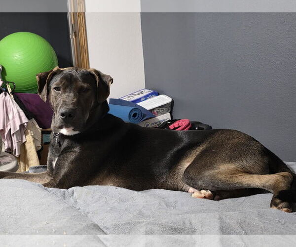 Medium Photo #3 Shepradors Puppy For Sale in Princeton, MN, USA