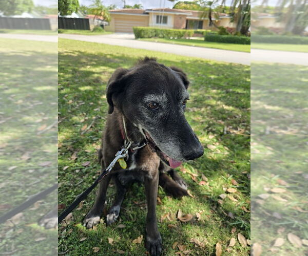 Medium Photo #2 Labrador Retriever-Unknown Mix Puppy For Sale in Miami, FL, USA