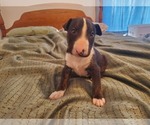 Small Photo #20 Bull Terrier Puppy For Sale in BUCKLIN, KS, USA