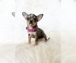 Small #3 Chihuahua