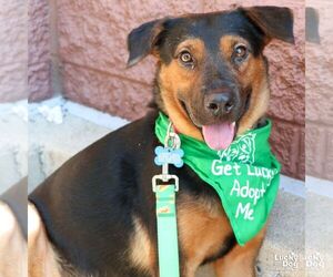 Mutt Dogs for adoption in Washington, DC, USA