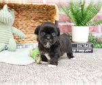 Small #7 Shih Tzu