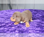 Small Photo #5 Dachshund Puppy For Sale in BLOOMINGTON, IN, USA