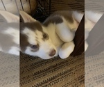 Small Photo #3 Siberian Husky Puppy For Sale in BLOOMFIELD, NJ, USA