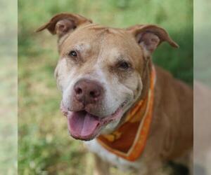 American Staffordshire Terrier-Unknown Mix Dogs for adoption in San Antonio, TX, USA