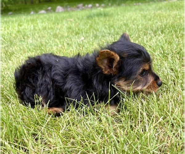 Medium Photo #6 Yorkshire Terrier Puppy For Sale in FAIR HAVEN, MI, USA