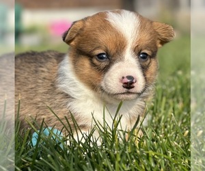 Pembroke Welsh Corgi Puppy for sale in COLORADO SPRINGS, CO, USA