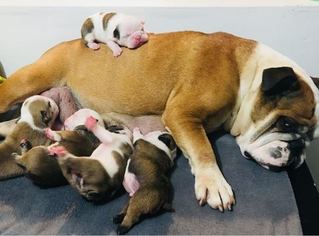 Mother of the English Bulldog puppies born on 02/14/2018