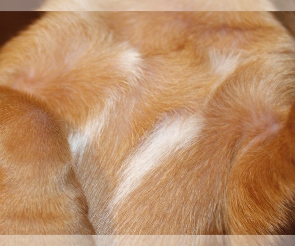 Medium Photo #2 Dogue de Bordeaux Puppy For Sale in ANDOVER, CT, USA