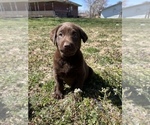 Small Photo #2 Labrador Retriever Puppy For Sale in HOBART, OK, USA