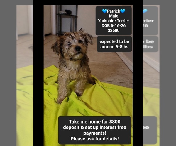 Medium Photo #1 Yorkshire Terrier Puppy For Sale in TUCSON, AZ, USA