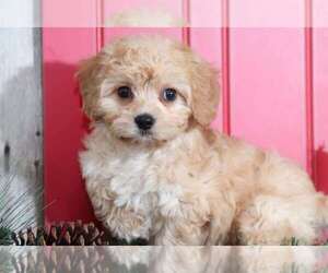 Cavachon Puppy for sale in MOUNT VERNON, OH, USA