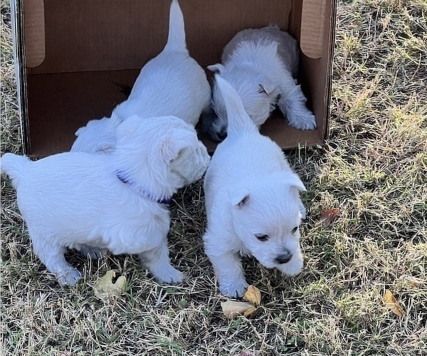 Medium Photo #5 West Highland White Terrier Puppy For Sale in PHOENIX, AZ, USA