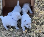 Small Photo #5 West Highland White Terrier Puppy For Sale in PHOENIX, AZ, USA