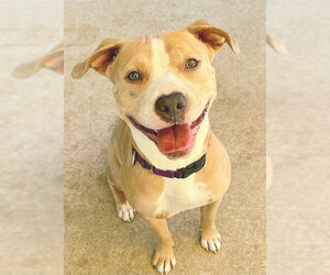 Mutt Dogs for adoption in Sacramento, CA, USA