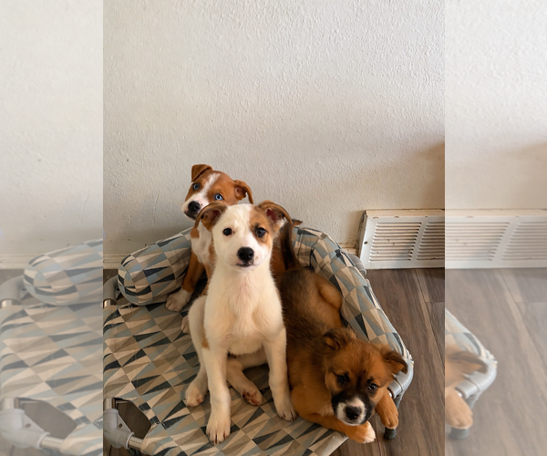 Medium Photo #3 Borador Puppy For Sale in Sandy, UT, USA