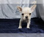 Small Photo #2 French Bulldog Puppy For Sale in HOUSTON, TX, USA