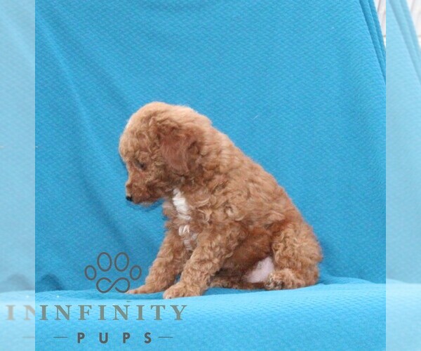 Medium Photo #3 Goldendoodle (Miniature) Puppy For Sale in AIRVILLE, PA, USA