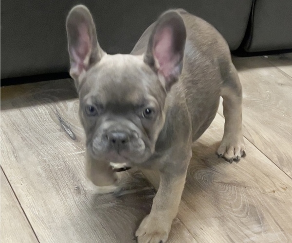 Medium Photo #5 French Bulldog Puppy For Sale in BRIGHTON, CO, USA